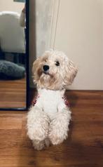 Dekreu beschikbaar, Rabiës (hondsdolheid), Reu, 1 tot 2 jaar, Eén hond