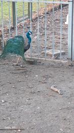 Pauwen te koop, Dieren en Toebehoren, Vogels | Overige Vogels, Meerdere dieren