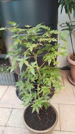 Bonsai Acer Palmatum  in mooie aardewerk pot, Halfschaduw, Overige soorten, Minder dan 100 cm, Ophalen