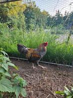 Jonge haan('25) Wyandotte x Araucana, Dieren en Toebehoren, Pluimvee, Mannelijk, Kip