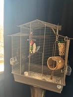 Te koop jonge parkiet + vogelkooi voer en accessoires, Dieren en Toebehoren, Ophalen, Zo goed als nieuw, Metaal, Vogelkooi