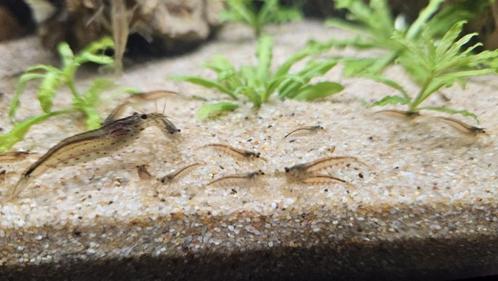 Echte Japonica garnalen (Caridina Multidentata), Dieren en Toebehoren, Vissen | Aquariumvissen, Kreeft, Krab of Garnaal