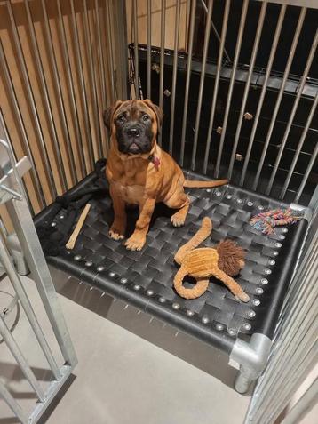 Hondenmand hondenstretcher hondenbed hondenkussen bench dog beschikbaar voor biedingen