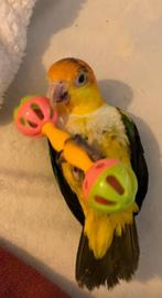 Caique, Dieren en Toebehoren, Vogels | Parkieten en Papegaaien, Mannelijk, Papegaai, Geringd