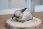 Minilop konijn met stamboom – prachtige ram, Dieren en Toebehoren, Konijnen, Meerdere dieren, Dwerg, Hangoor