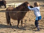 Super lieve shetland merrie, Dieren en Toebehoren, Pony's, Merrie, 0 tot 2 jaar, A pony (tot 1.17m), Recreatiepony