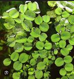 Waterplant/drijfplant Salvinia Minima, Vis
