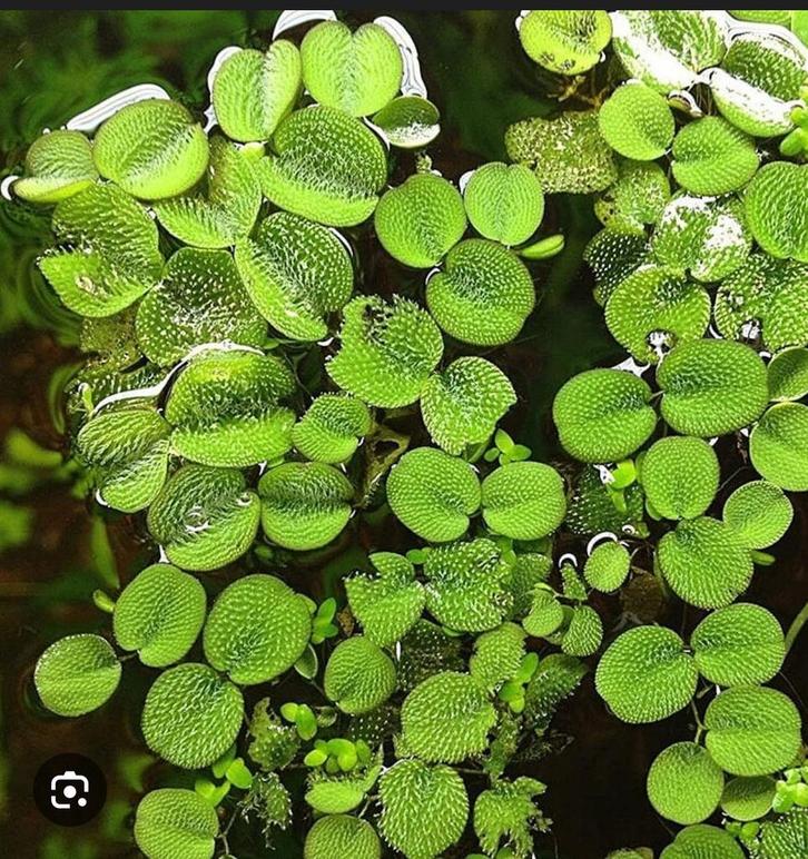 Waterplant/drijfplant Salvinia Minima, Dieren en Toebehoren, Vissen | Aquariumvissen, Vis
