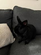 (Spoed) Konijn (ram) zoekt nieuw huisje!, Dieren en Toebehoren, Mannelijk