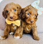 Gastgezin Australian labradoodle cobberdog puppy labradoodle, Overige rassen, CDV (hondenziekte), 8 tot 15 weken, Meerdere dieren