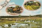 DWINGELOO Schaapskudde Groeten, Verzamelen, Ansichtkaarten | Nederland, Verzenden, 1980 tot heden, Gelopen, Drenthe
