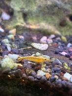 Neocaridina davidi golden back yellow en wildkleur, Kreeft, Krab of Garnaal