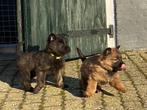 Mechelse herder pups, Dieren en Toebehoren, Parvo, 8 tot 15 weken, Meerdere, Meerdere dieren