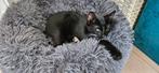 Kittens, Dieren en Toebehoren