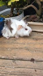 Deze lieve cavia beertjes en zeugjes zoeken een huisje., Dieren en Toebehoren, Knaagdieren, Cavia, Juli, Meerdere dieren, Tam
