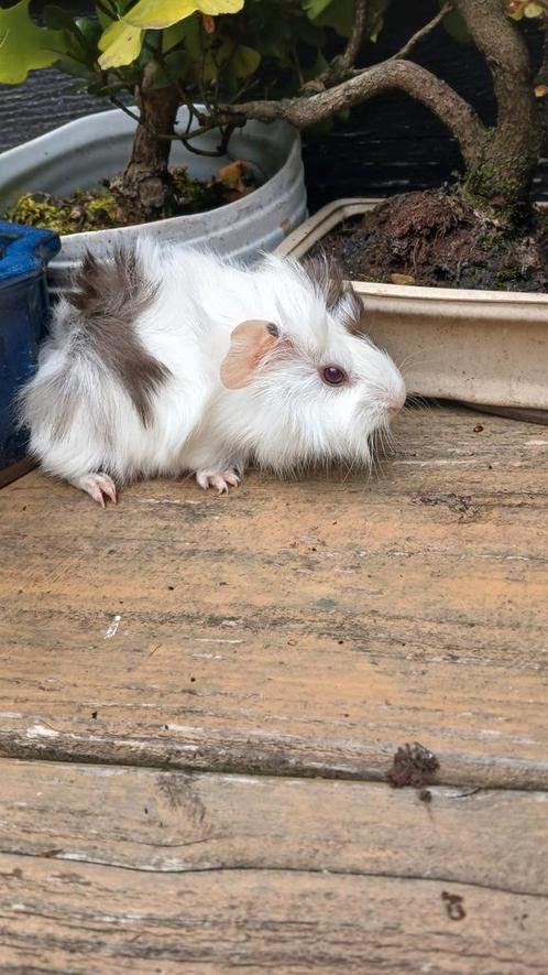 Deze lieve cavia beertjes en zeugjes zoeken een huisje., Dieren en Toebehoren, Knaagdieren, Meerdere dieren, Cavia, Juli, Tam