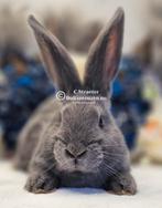 Duitse reuzen Rambo junior bloedlijn, Dieren en Toebehoren, Konijnen, Meerdere dieren, Groot, 0 tot 2 jaar