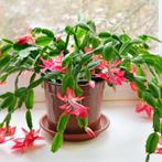 Lidcactus 2 bladstekjes of bundelkorting, Ophalen of Verzenden, Halfschaduw, Minder dan 100 cm