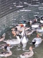 Europese pijlstaarten 2025, Dieren en Toebehoren, Pluimvee, Mannelijk, Eend