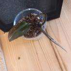 philodendron pink Princess stek nr 91, Huis en Inrichting, Kamerplanten, Ophalen of Verzenden, Halfschaduw, Minder dan 100 cm