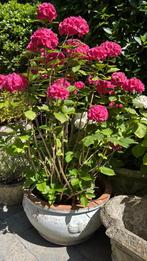 Drie grote hortensias in potten, Ophalen, Zomer, Overige soorten, Halfschaduw