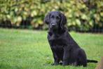 mooie Flatcoated Retrieverpups met stamboom, Dieren en Toebehoren, Nederland, Overige rassen, CDV (hondenziekte), 8 tot 15 weken