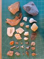 Collectie fossielen, Ophalen of Verzenden, Fossiel