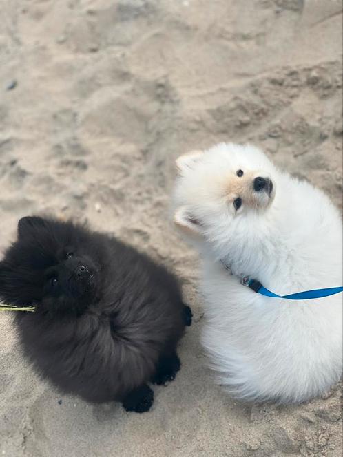 2 lieve pomeriaan pups zoeken hun gouden mandje, Dieren en Toebehoren, Honden | Chihuahua's en Gezelschapshonden, Particulier