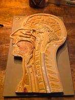 Frontaal doorsnede anatomie hersenen, keel, neus etc. Meusel, Antiek en Kunst, Ophalen of Verzenden