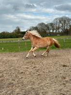 Ruiters/ verzorgers gezocht!, Dieren en Toebehoren, Paarden en Pony's | Verzorgingsproducten, Ophalen of Verzenden, Nieuw