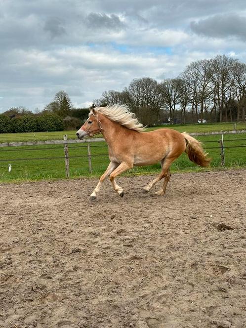 Ruiters/ verzorgers gezocht!, Dieren en Toebehoren, Paarden en Pony's | Verzorgingsproducten, Nieuw, Ophalen of Verzenden