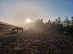 Pensionstal aan het bos, Dieren en Toebehoren, Stalling en Weidegang, Weidegang, 2 of 3 paarden of pony's
