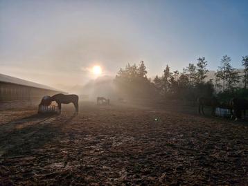 Pensionstal aan het bos  beschikbaar voor biedingen