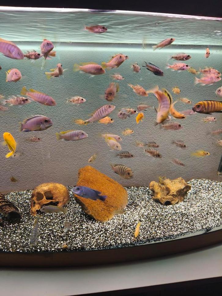 Verschillende Malawi mbuna en Aulonocara!!, Dieren en Toebehoren, Vissen | Aquariumvissen, Zoetwatervis