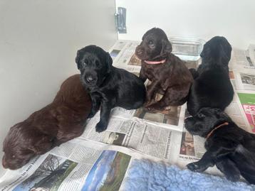 Puppy’s, Flatcoated Retriever X Duitse Staande langhaar. beschikbaar voor biedingen