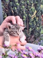 Kittens op zoek naar een liefdevol thuis!, Dieren en Toebehoren, Katten en Kittens | Overige Katten, Meerdere dieren