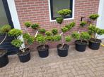 Ilex vormsnoei bonsai, Ophalen