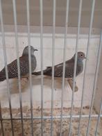 Koppel Diamantduifjes, Dieren en Toebehoren, Meerdere dieren