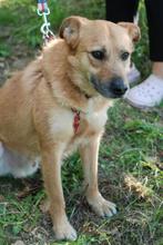 Oekraïens hondje Richie 5 jaar, 15 kg zoekt een ForEverHome, Dieren en Toebehoren, Honden | Niet-rashonden, Particulier, Reu, Buitenland