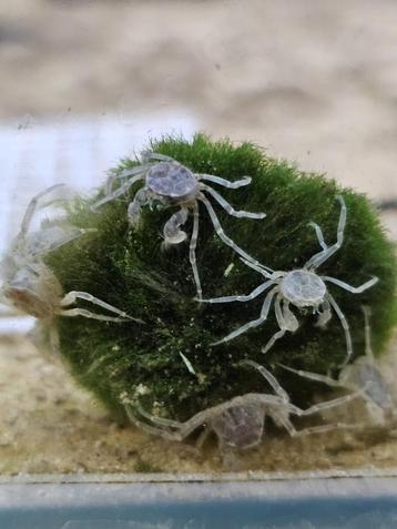 limnopilos naiyanetri micro onderwater krab beschikbaar voor biedingen