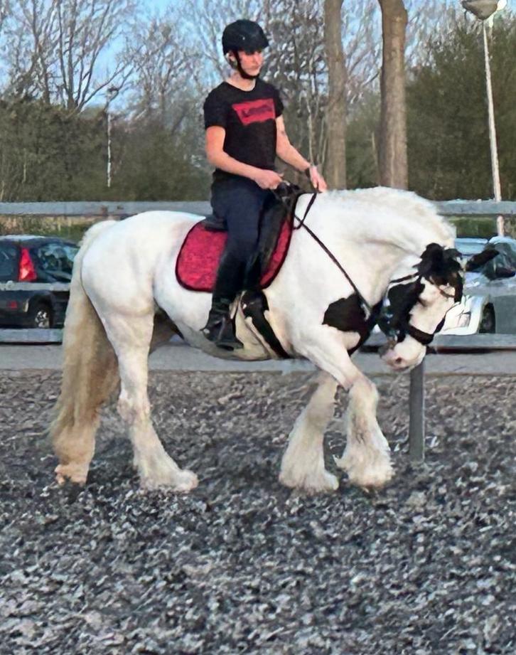Bomproef Tinker merrie, Dieren en Toebehoren, Pony's, Merrie