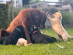 Nog één zwarte Labrador pup beschikbaar! (Reutje), Dieren en Toebehoren, Honden | Retrievers, Spaniëls en Waterhonden, CDV (hondenziekte)
