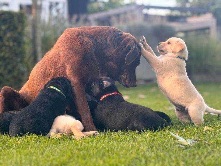 Nog één zwarte Labrador pup beschikbaar! (Reutje), Dieren en Toebehoren, Honden | Retrievers, Spaniëls en Waterhonden, Meerdere dieren