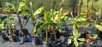 Musa basjoo vanaf 10 euro, Ophalen, Zomer, Overige soorten, Halfschaduw