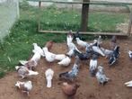 Tekoop Perzische hoogvliegers duiven, Dieren en Toebehoren, Meerdere dieren, Postduif