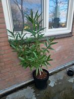 Plant Oleander (Nerium oleander), Ophalen, Overige soorten, Volle zon