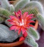 cactus - Monkey tail cactus - apenstaart, Ophalen of Verzenden, Cactus, Volle zon, Minder dan 100 cm
