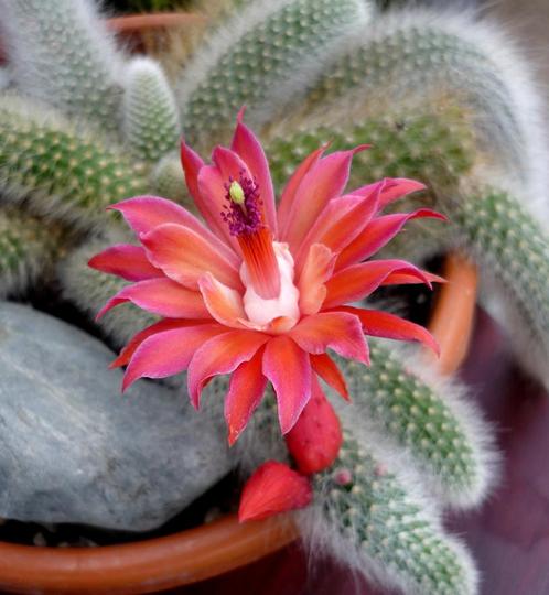 cactus - Monkey tail cactus - apenstaart, Huis en Inrichting, Kamerplanten, Cactus, Minder dan 100 cm, Volle zon, Ophalen of Verzenden