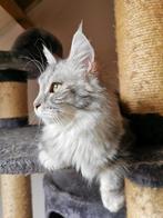 Maine Coon zilver/wit, Poes, Gechipt, 6 jaar of ouder