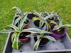 Agave americana (klein), Volle zon, Vaste plant, Bloeit niet, Ophalen